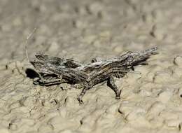 Image of Clematodes larreae Cockerell 1900