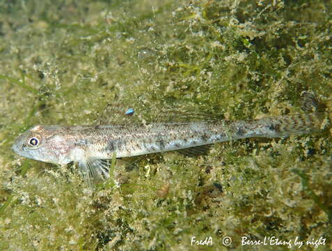 Слика од Pomatoschistus minutus (Pallas 1770)