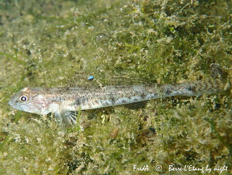 Image of Sand Goby