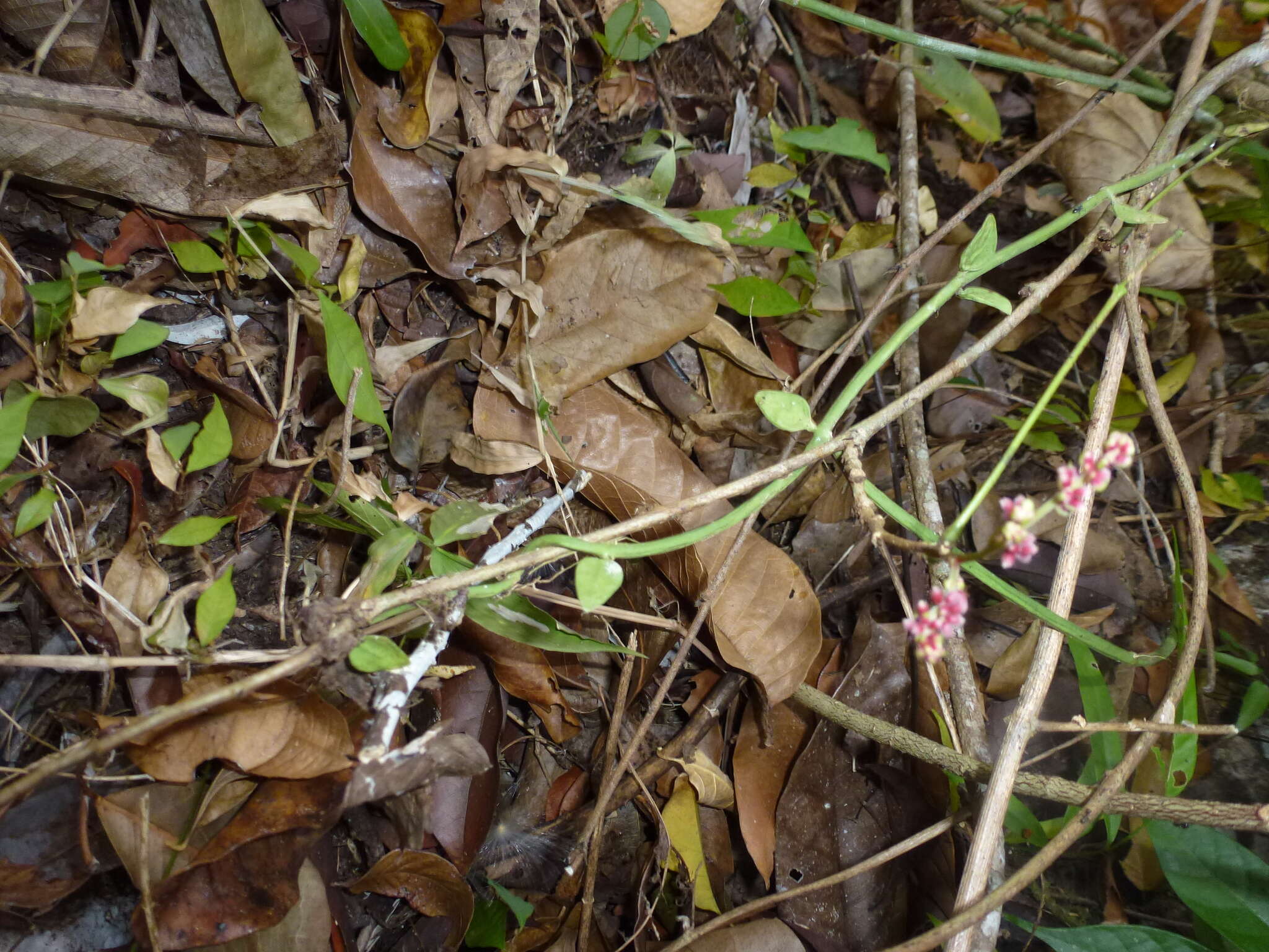 Image de Dischidia bengalensis Colebr.