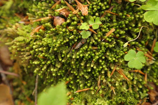 Image of Scapania aspera M. Bernet & Bernet