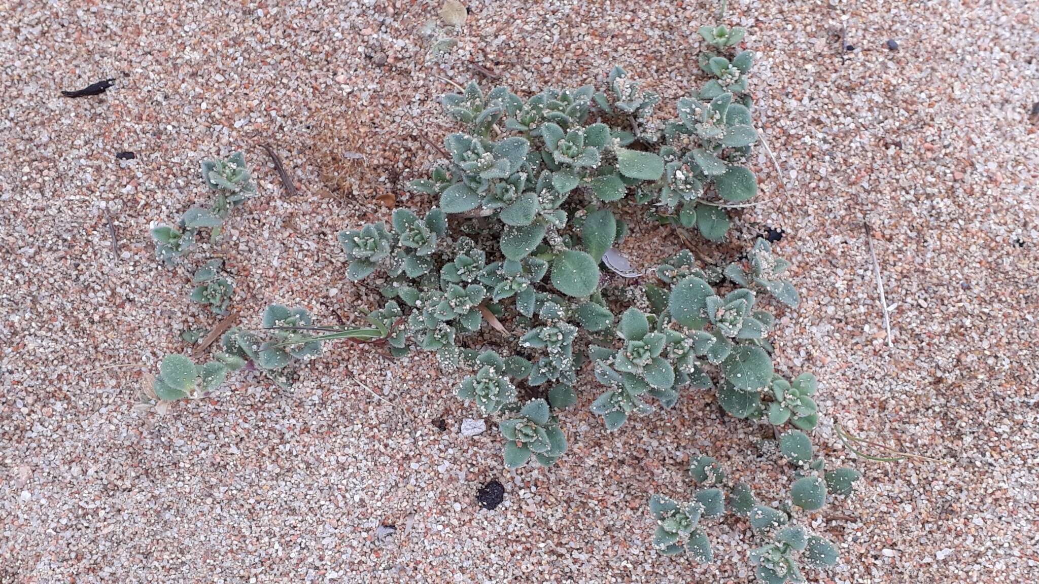 Imagem de Silene succulenta subsp. corsica (DC.) Nym.