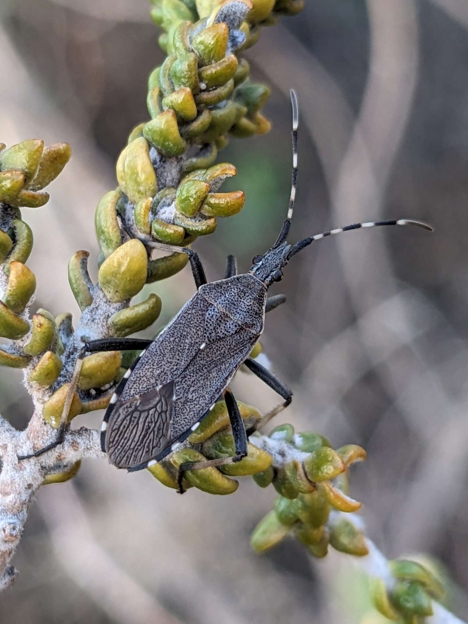 Imagem de Dicranocephalus marginicollis (Puton 1881)