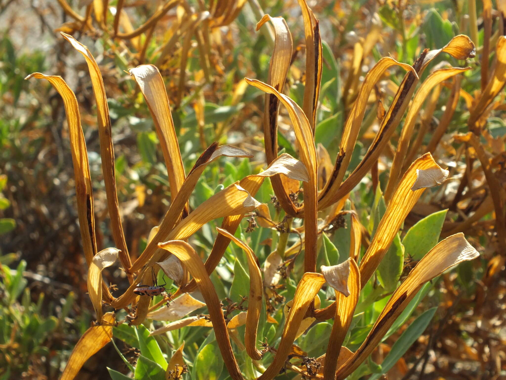 Image de Rhazya stricta Decne.