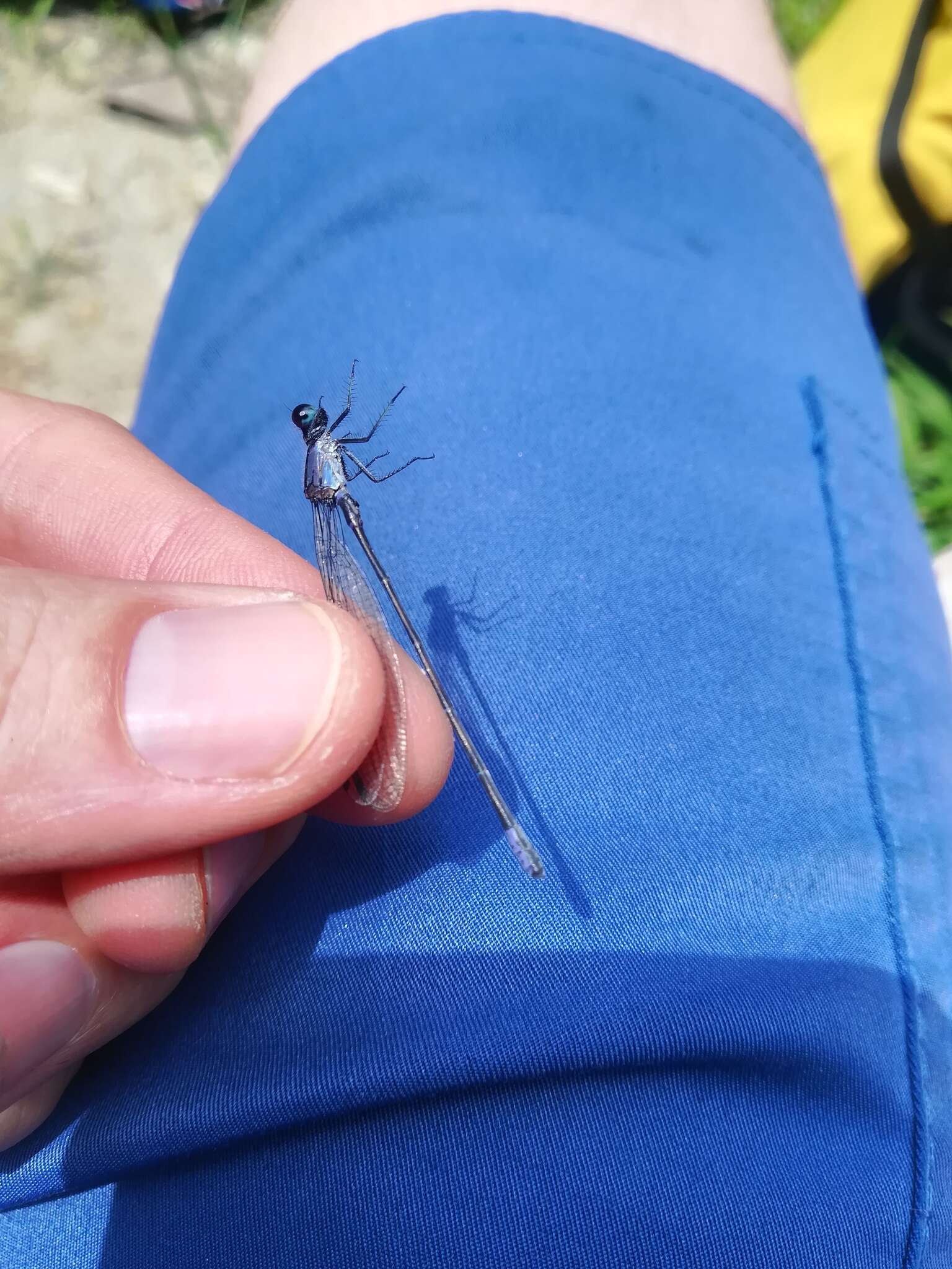 Image of Argia ulmeca Calvert 1902