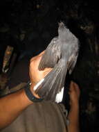 Image of Spotted Fantail