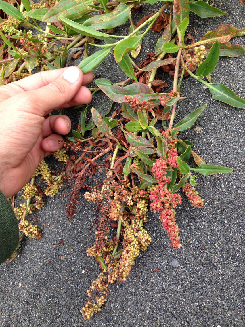 Image of Fleshy Willow Dock