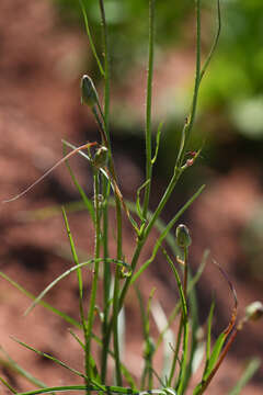 Image of Podospermum purpureum (L.) W. D. J. Koch & Ziz