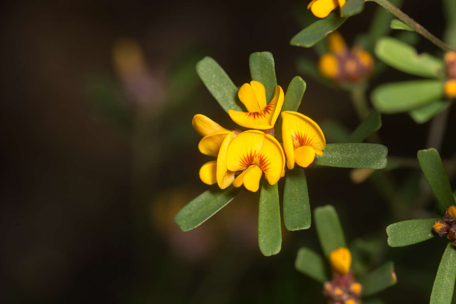 Image of Pultenaea retusa Sm.