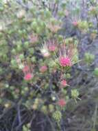 Image of Darwinia fascicularis Rudge