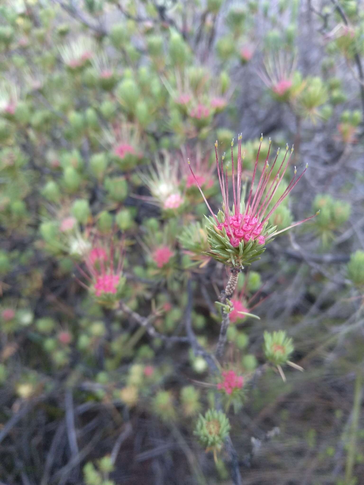 Image of Darwinia fascicularis Rudge