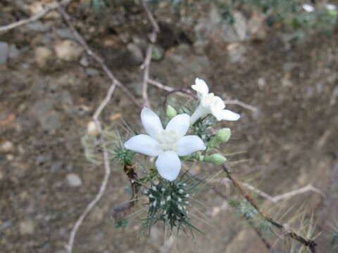 Image of Cnidoscolus egregius Breckon ex Fern. Casas