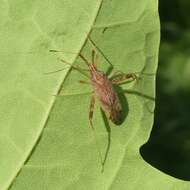 Image of Phytocoris lasiomerus Reuter 1909