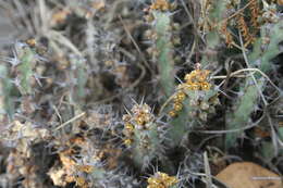 Image of Euphorbia schinzii Pax