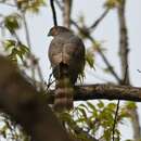 Image of Accipiter virgatus affinis Hodgson 1836