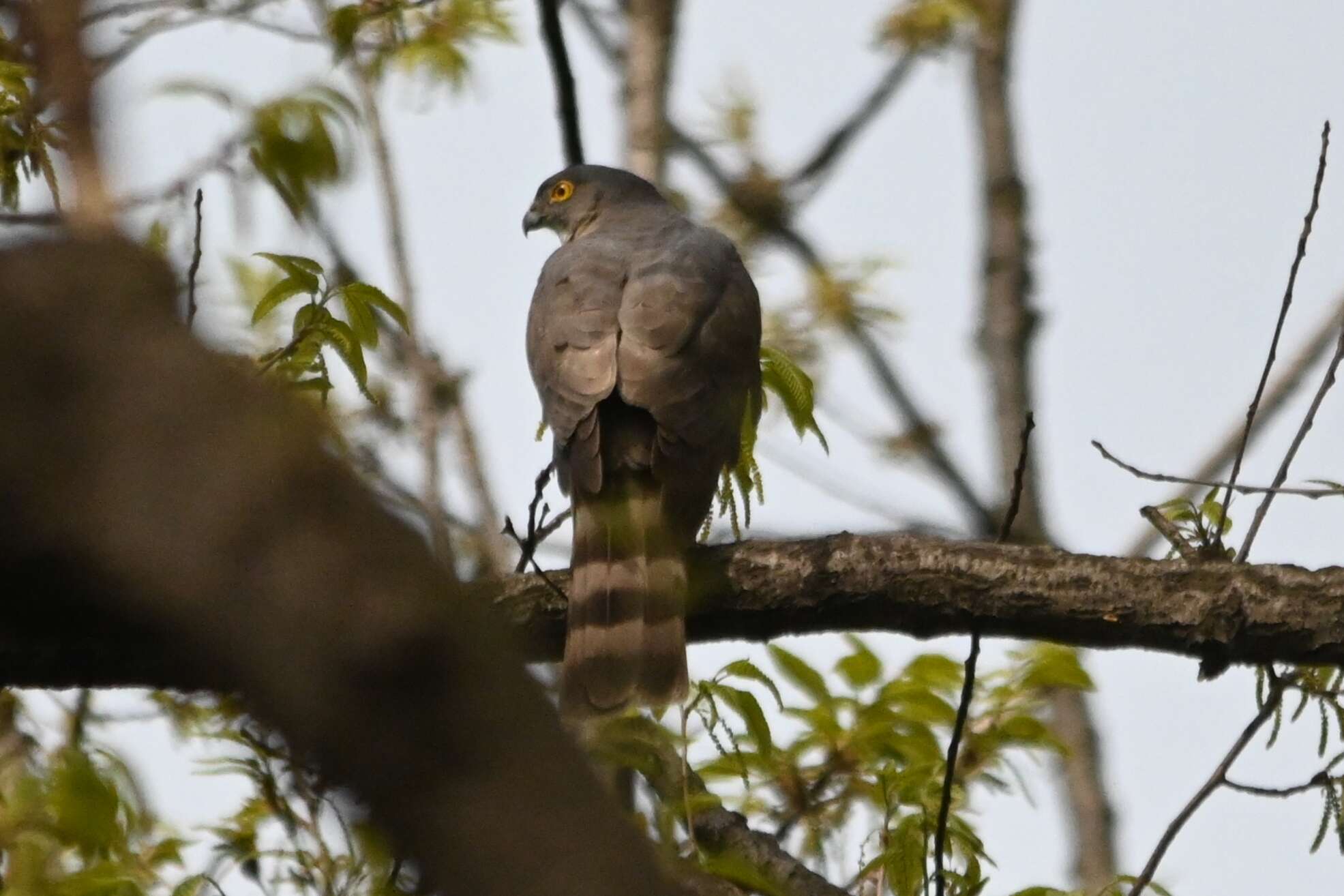 Image of Accipiter virgatus affinis Hodgson 1836