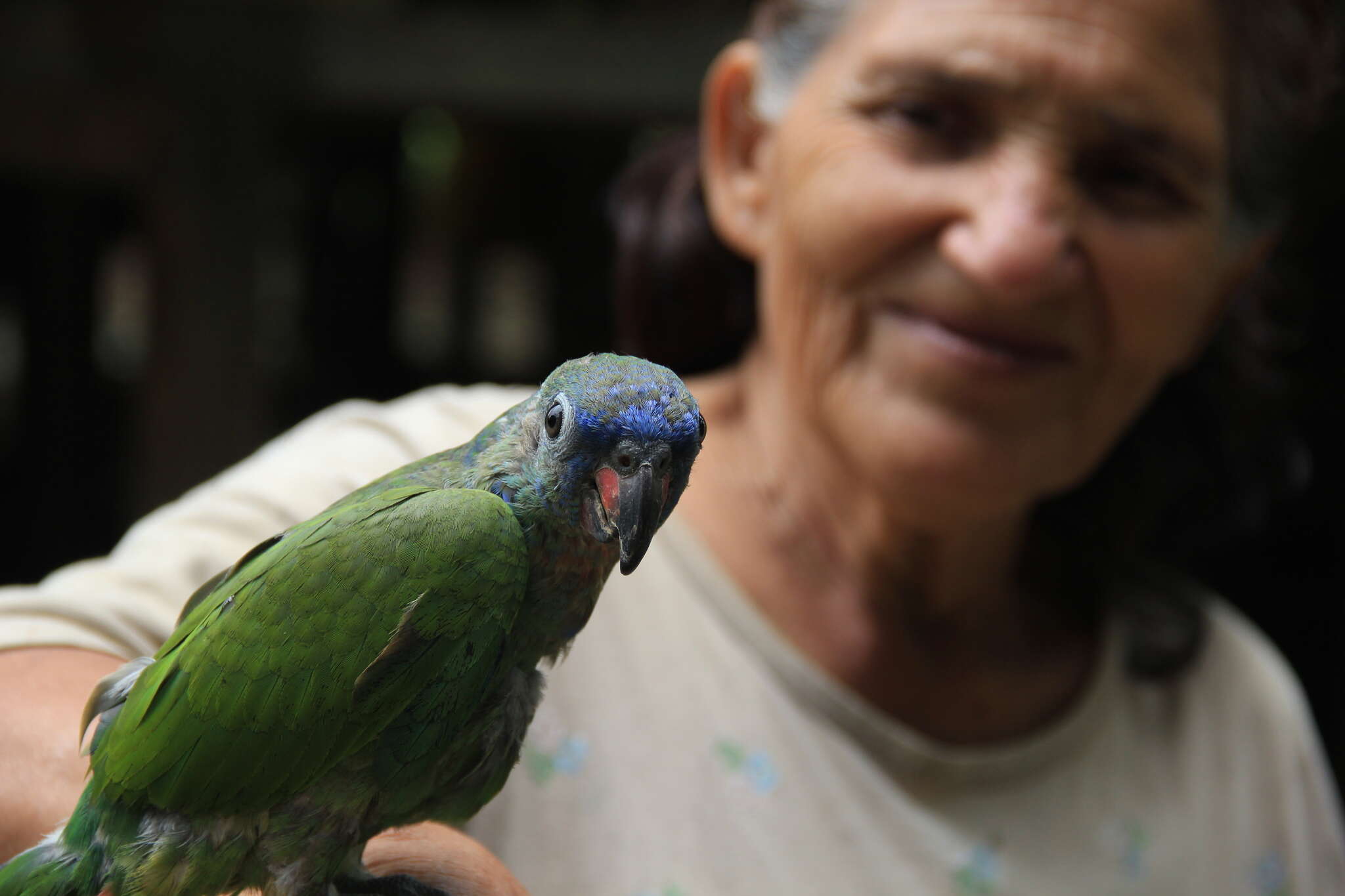 Image of Blue-headed Parrot