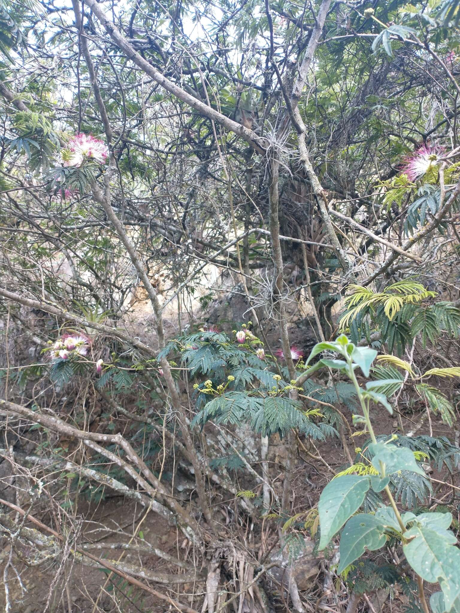 Imagem de Calliandra pittieri Standl.