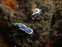 Image of Chromodoris annae Bergh 1877