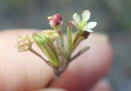 Image of Centella macrocarpa (Rich.) Adamson