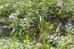 Image of Carex aterrima Hoppe