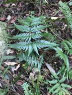 Imagem de Dryopteris varia (L.) O. Kuntze