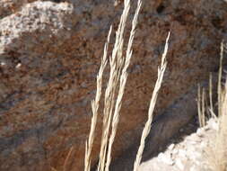 Image of desert needlegrass