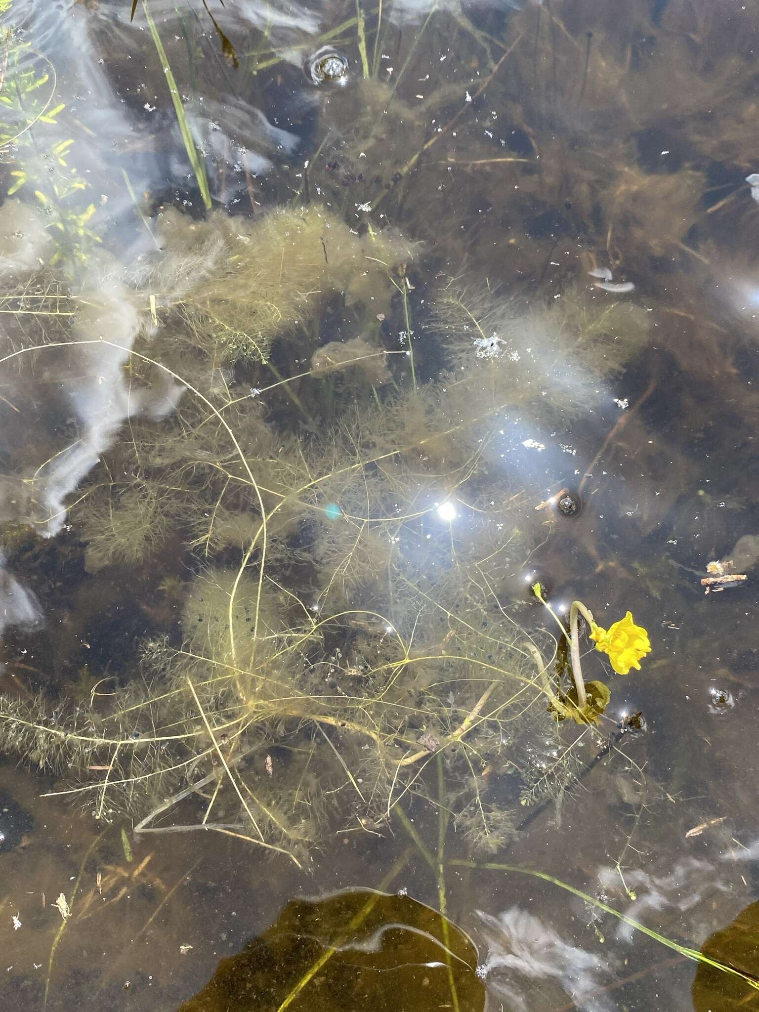 Слика од Utricularia floridana Nash