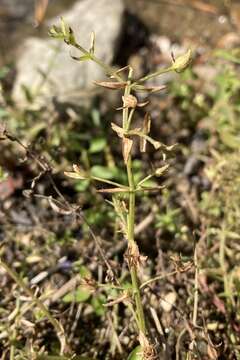 Image of sticky hedgehyssop