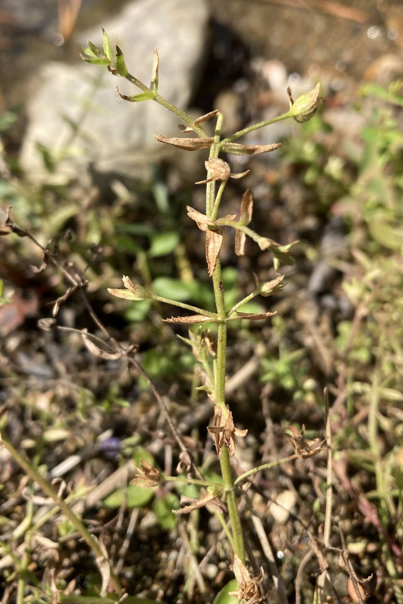 Gratiola brevifolia Raf.的圖片