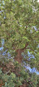 Imagem de Quercus infectoria subsp. veneris (A. Kern.) Meikle