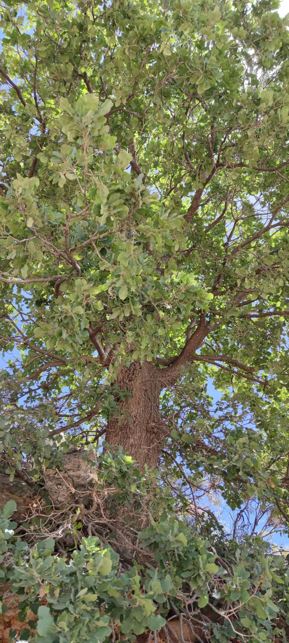 Image of Quercus infectoria subsp. veneris (A. Kern.) Meikle