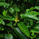 Image of Bunchosia apiculata Huber