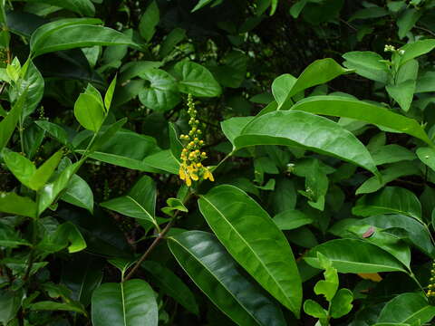 Image of Bunchosia apiculata Huber