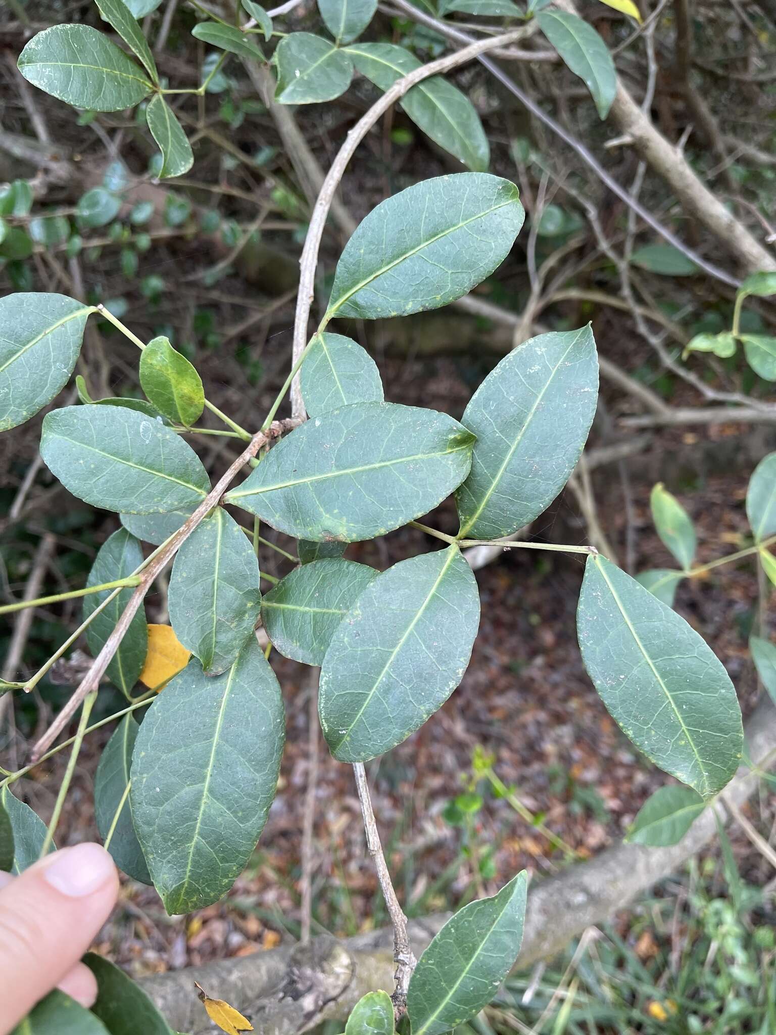 Image of Commiphora schlechteri Engl.