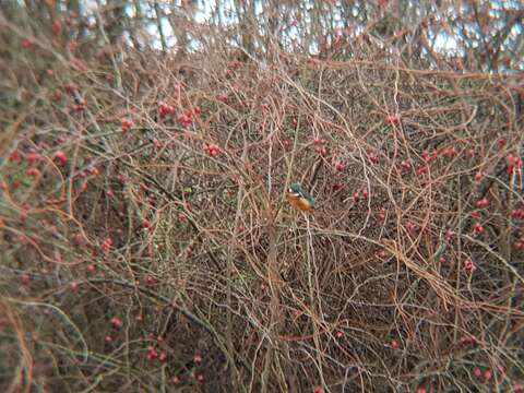 Image of Alcedo atthis ispida Linnaeus 1758