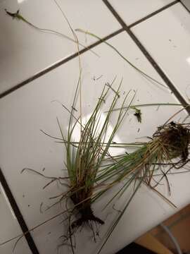 Image of Festuca marginata (Hack.) K. Richt.