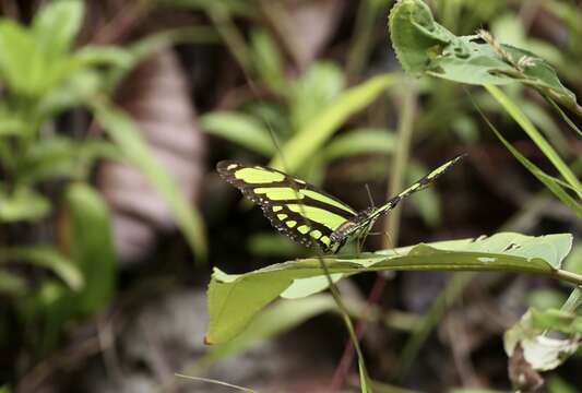 Слика од Philaethria dido Linnaeus 1763