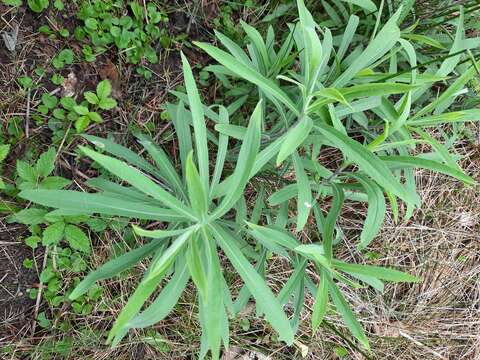 Image of Julia's goldenrod