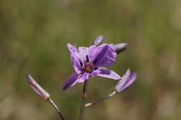 Image of Dichopogon