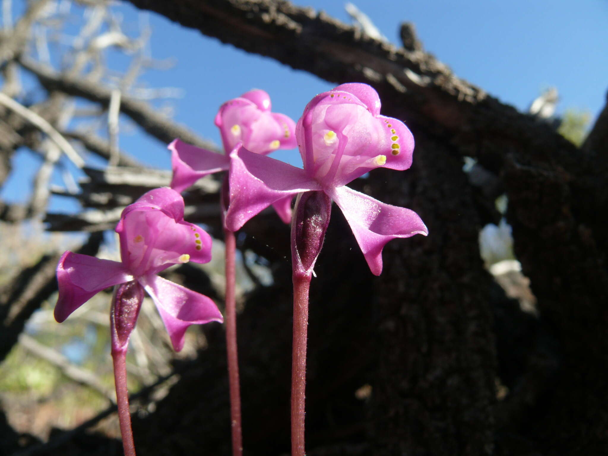 Image of Disperis purpurata subsp. purpurata