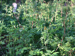 Lathyrus gmelinii Fritsch resmi