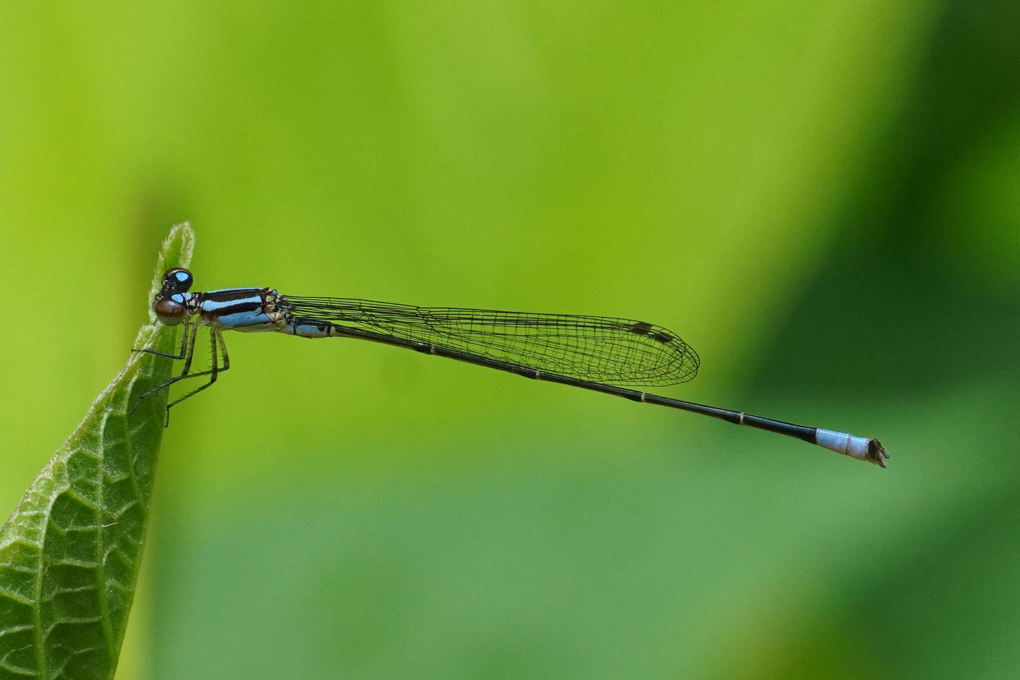 Image of Acanthagrion trilobatum Leonard 1977