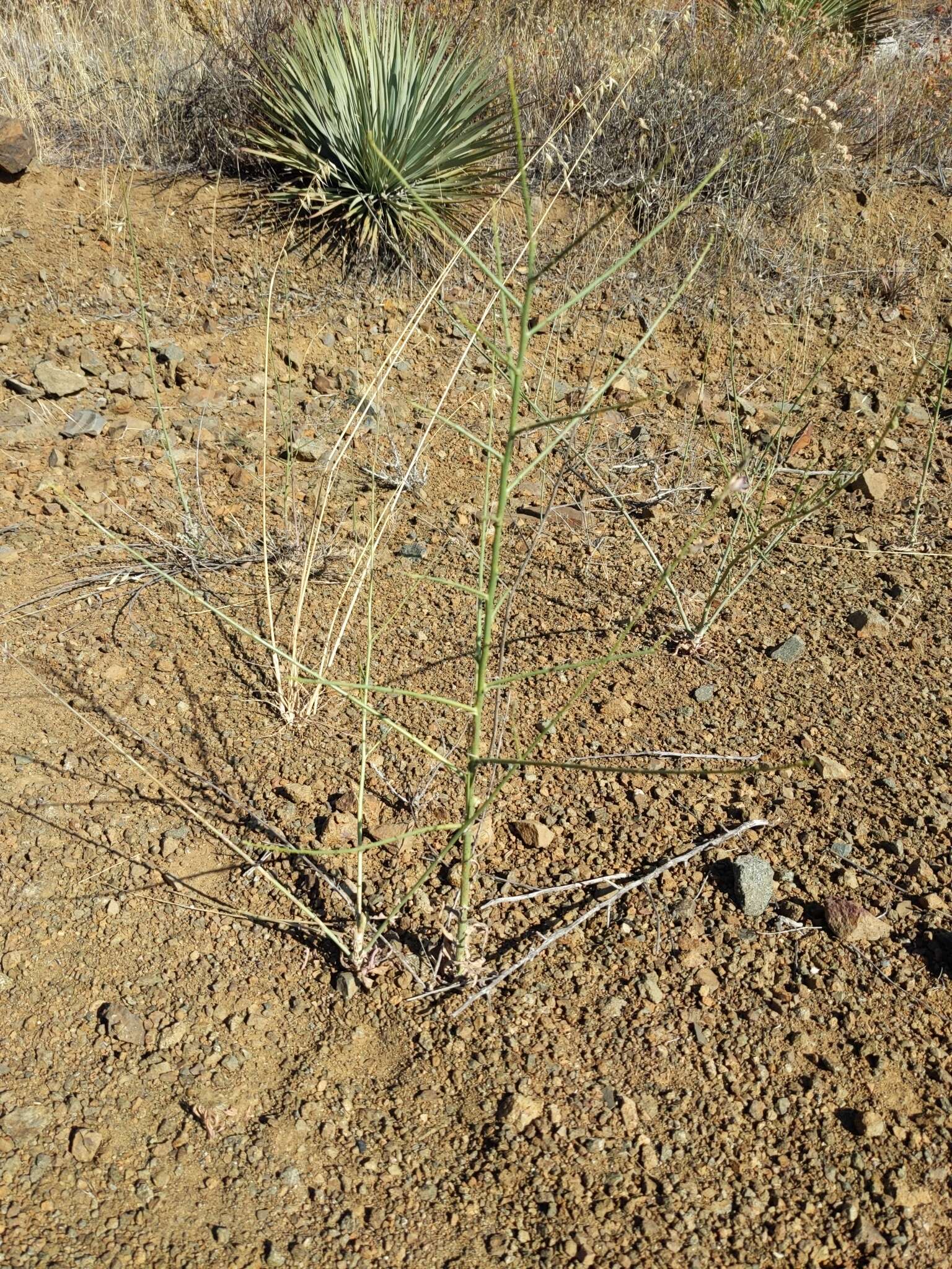 صورة Stephanomeria virgata subsp. virgata