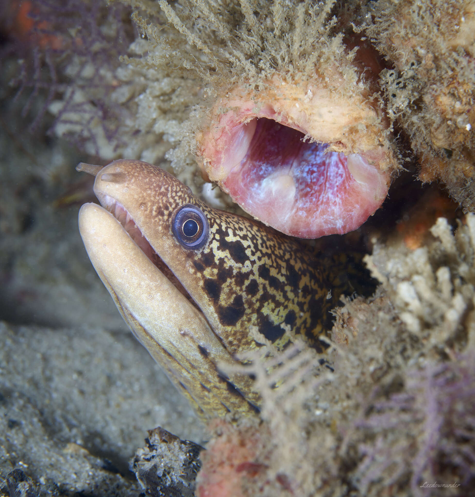 Image of Australian moray