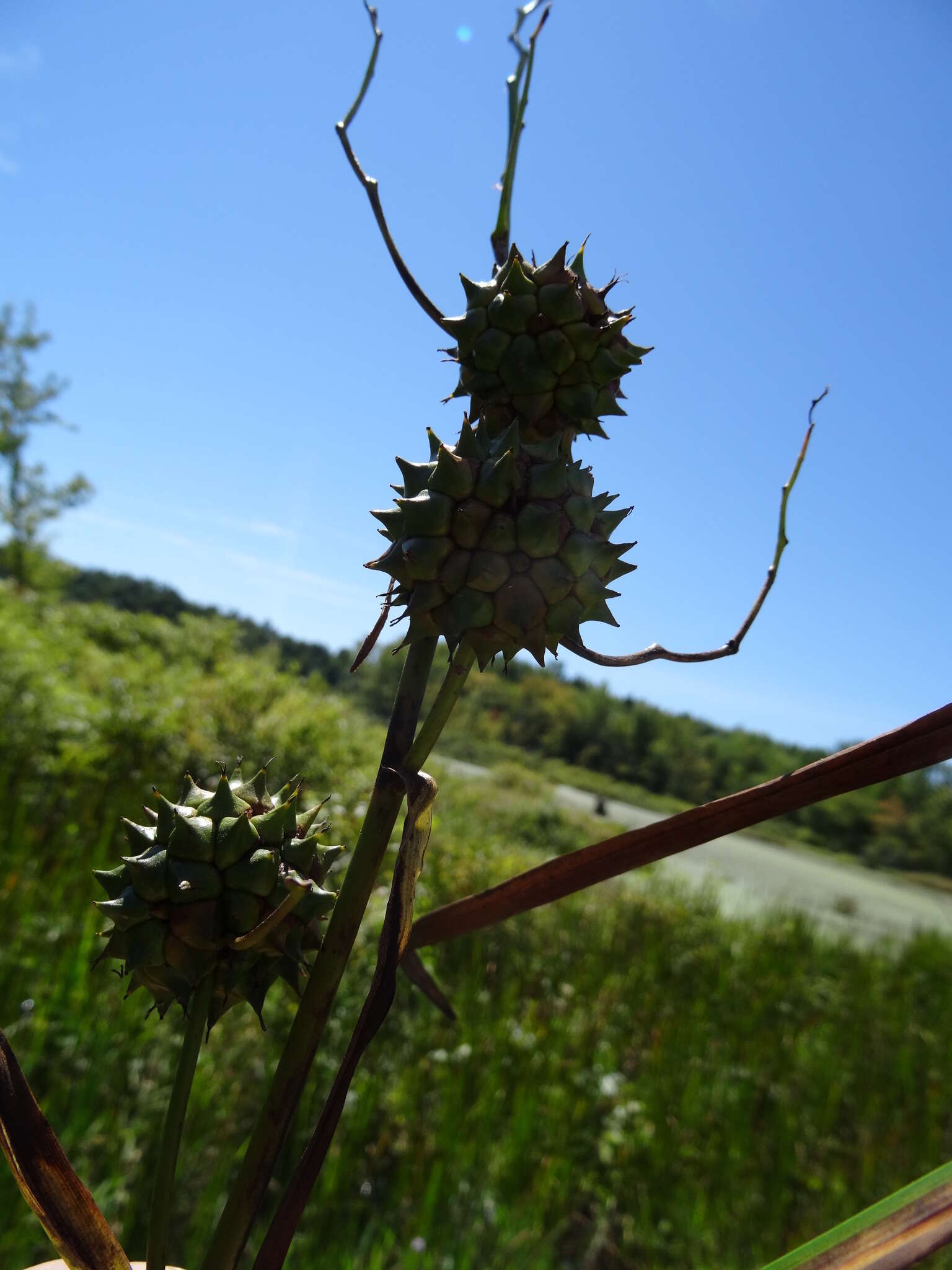 Image of big bur-reed