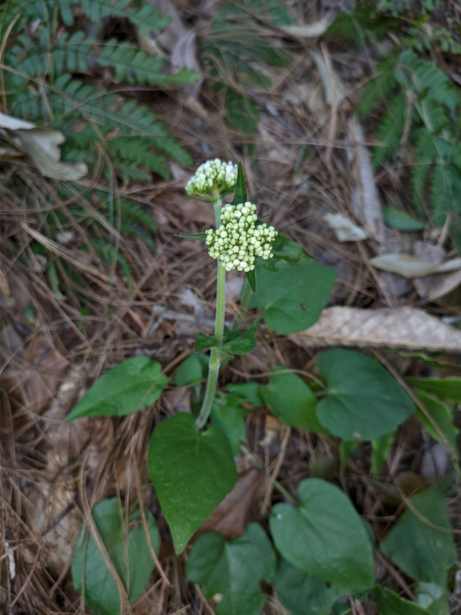 Image of Valeriana jatamansi Jones