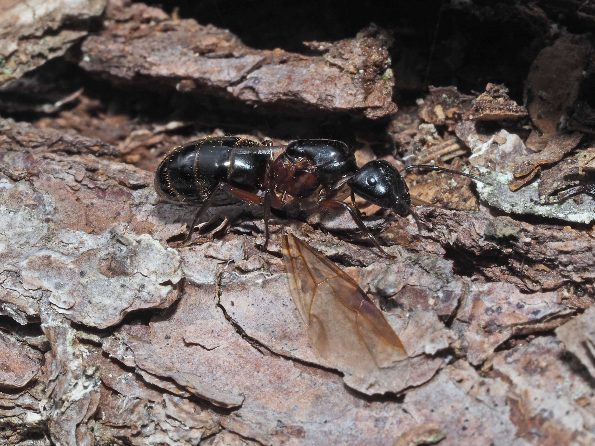 Слика од Camponotus ligniperdus (Latreille 1802)