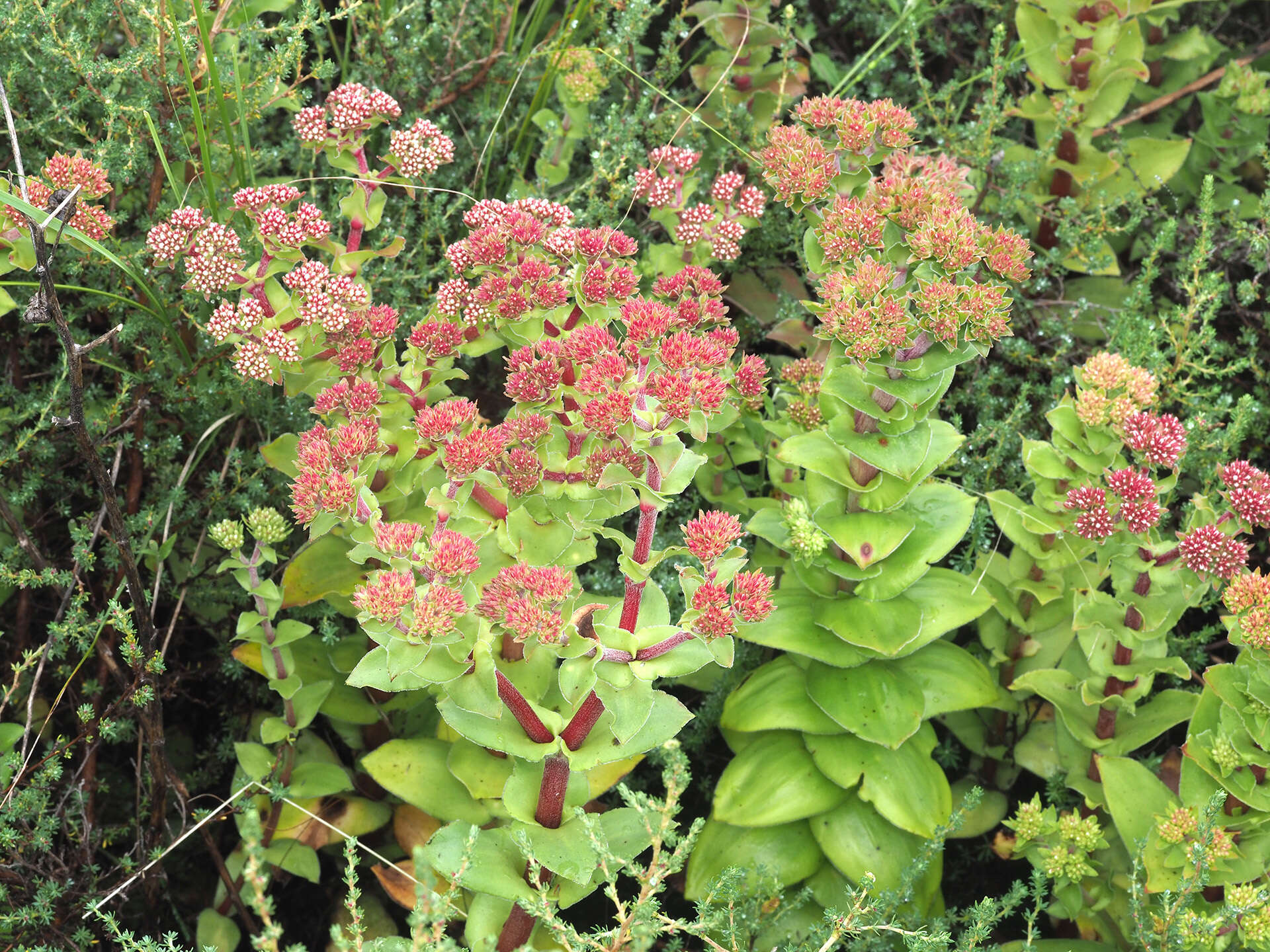 Image of Crassula natalensis Schönl.