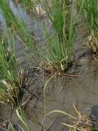 صورة Leptochloa chinensis (L.) Nees